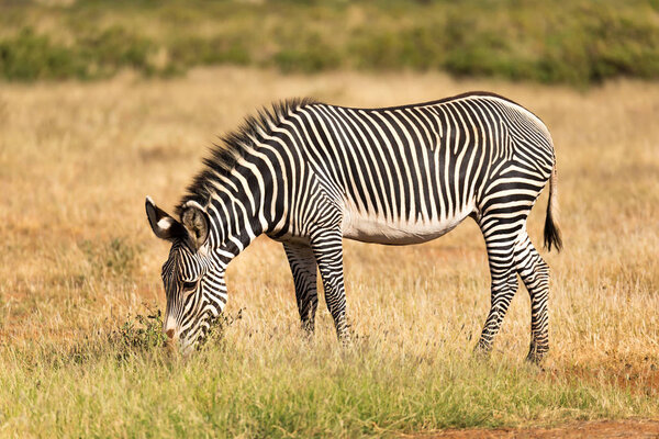 A Grevy Zebra is grazing in the countryside of Samburu in Kenya