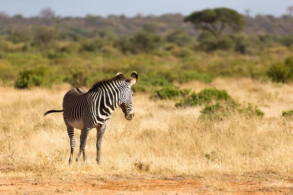 Una cebra Grevy está pastando en el campo de Samburu en Kenia — Foto de Stock