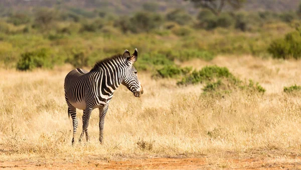 Un zèbre Grevy broute dans la campagne de Samburu au Kenya — Photo