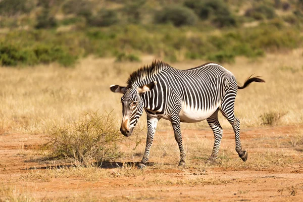 Bir Grevy Zebra Kenya Samburu kırsal otlatıyor — Stok fotoğraf