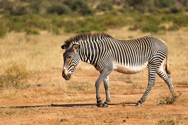 Bir Grevy Zebra Kenya Samburu kırsal otlatıyor — Stok fotoğraf