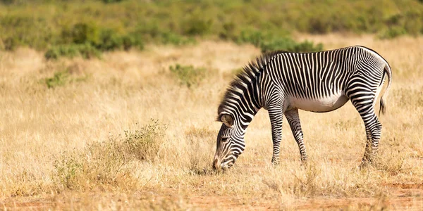 Een Grevy Zebra graast op het platteland van Samburu in Kenia — Stockfoto