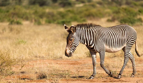 A Grevy Zebra está pastando no campo de Samburu, no Quênia — Fotografia de Stock