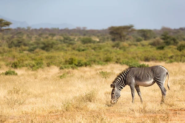 Een Grevy Zebra graast op het platteland van Samburu in Kenia — Stockfoto