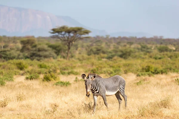 A Grevy Zebra está pastando no campo de Samburu, no Quênia — Fotografia de Stock