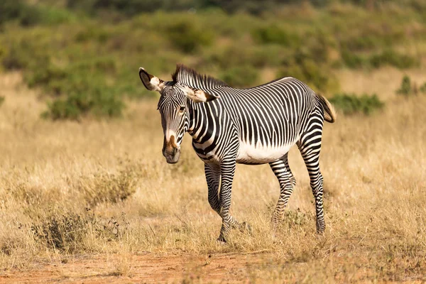 A Grevy Zebra is grazing in the countryside of Samburu in Kenya — Stock Photo, Image