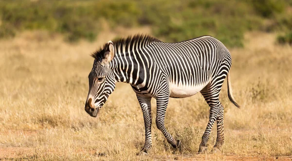 A Grevy Zebra está pastando no campo de Samburu, no Quênia — Fotografia de Stock