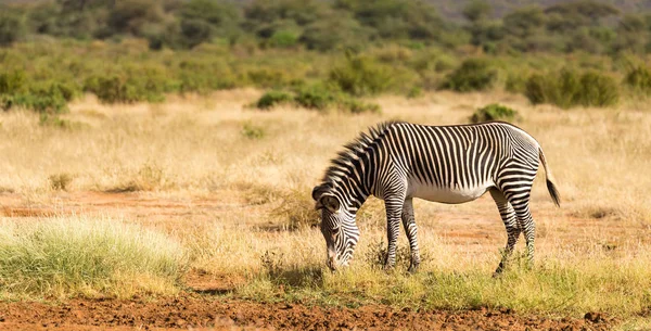 Una cebra Grevy está pastando en el campo de Samburu en Kenia — Foto de Stock