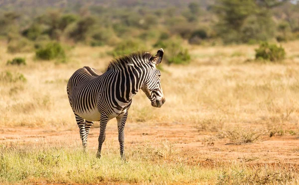 A Grevy Zebra está pastando no campo de Samburu, no Quênia — Fotografia de Stock