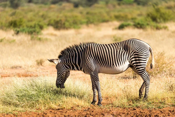 Grevy Zebra jest wypasu na wsi Samburu w Kenii — Zdjęcie stockowe