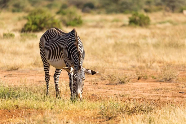 Een Grevy Zebra graast op het platteland van Samburu in Kenia — Stockfoto