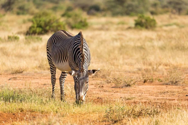 A Grevy zebra a legeltetési vidéken Samburu Kenyában — Stock Fotó