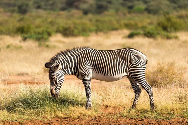 Un zèbre Grevy broute dans la campagne de Samburu au Kenya — Photo