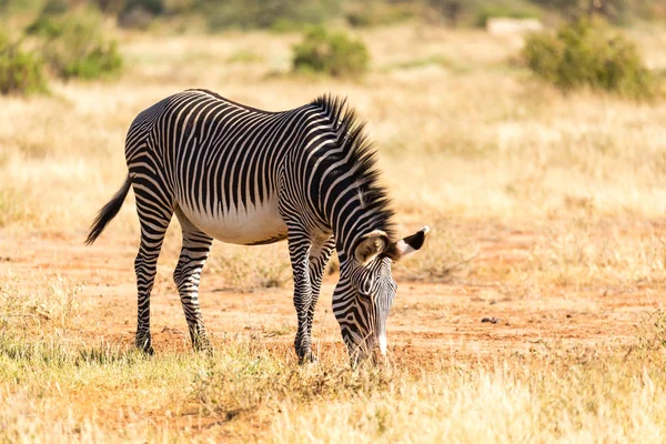 Grevy Zebra jest wypasu na wsi Samburu w Kenii — Zdjęcie stockowe