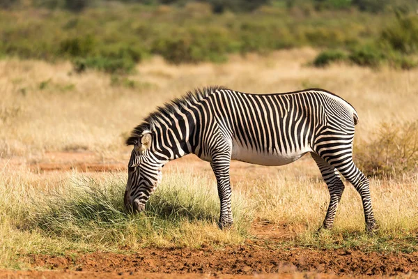 Grevy Zebra se Paří v krajině Samburu v Keni — Stock fotografie