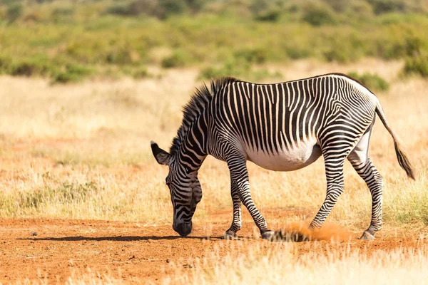 Bir Grevy Zebra Kenya Samburu kırsal otlatıyor — Stok fotoğraf
