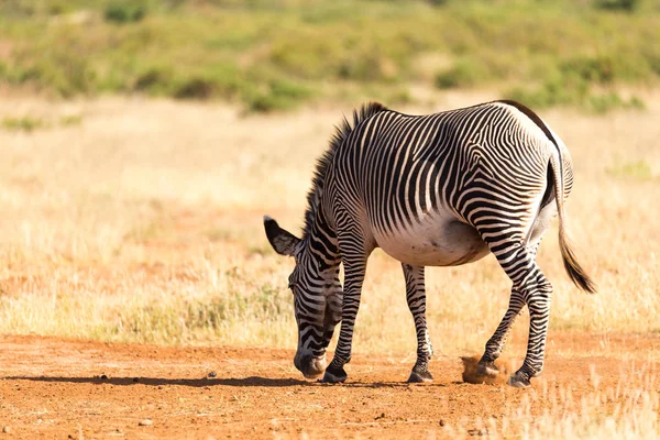 Grevy Zebra se Paří v krajině Samburu v Keni — Stock fotografie