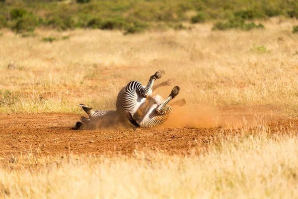 A Grevy Zebra lies on its back in the dust — Stock Photo, Image