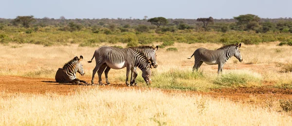 Uma família zebra está pastando na savana do Quênia em Samburu — Fotografia de Stock