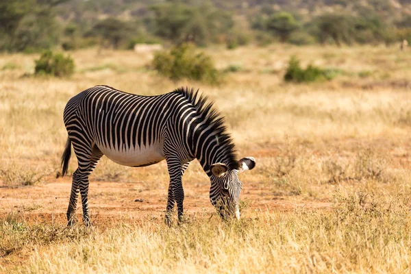 Een Grevy Zebra graast op het platteland van Samburu in Kenia — Stockfoto