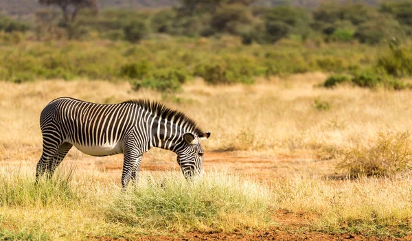 Un zèbre Grevy broute dans la campagne de Samburu au Kenya — Photo