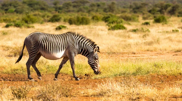 En Grevy Zebra är bete på landsbygden i Samburu i Kenya — Stockfoto