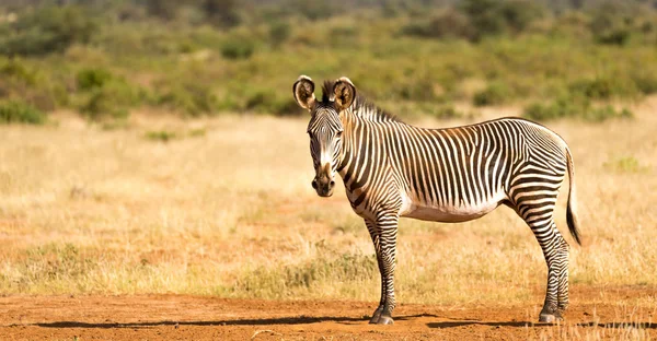 Grevy Zebra se Paří v krajině Samburu v Keni — Stock fotografie