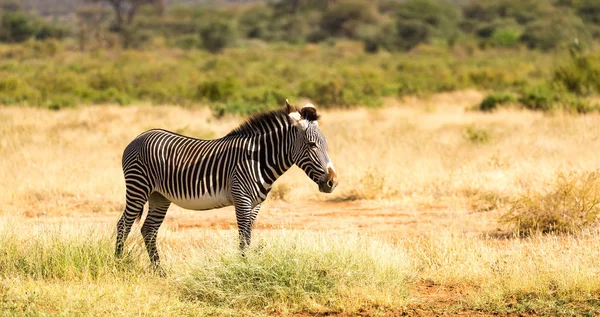 Un zèbre Grevy broute dans la campagne de Samburu au Kenya — Photo