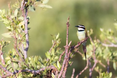Yerel kuş Kenya'da bir şube üzerinde oturuyor