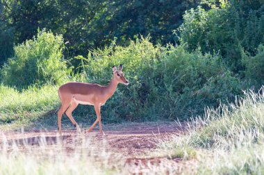 Bir Grant Ceylan çimenli manzaraortasında duruyor 