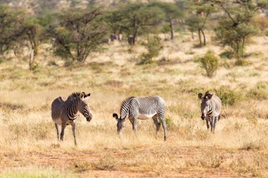 Large herd with zebras grazing in the savannah of Kenya