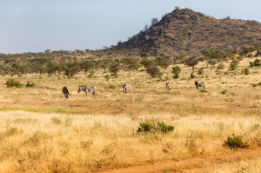 Large herd with zebras grazing in the savannah of Kenya