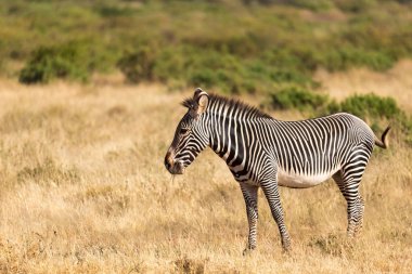 A Grevy Zebra is grazing in the countryside of Samburu in Kenya clipart