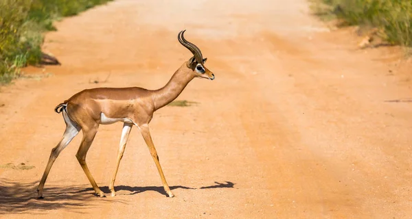 Kenya savanasında Ceylan Gerenuk