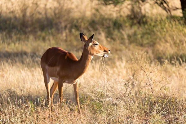 Um retrato de um antílope Impala na savana do Quênia — Fotografia de Stock