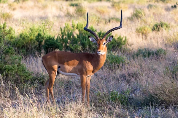 Um retrato de um antílope Impala na savana do Quênia — Fotografia de Stock