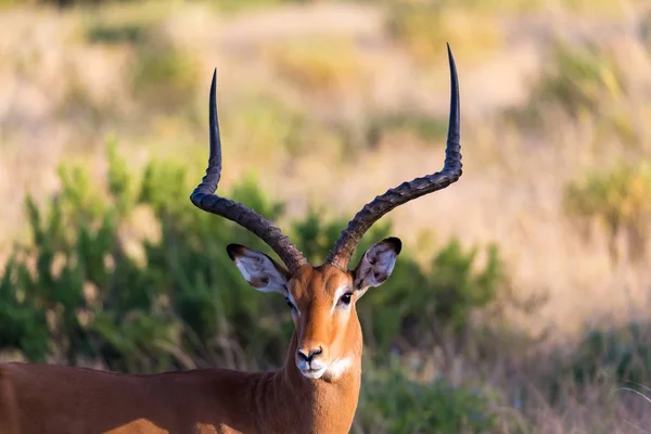 Um retrato de um antílope Impala na savana do Quênia — Fotografia de Stock