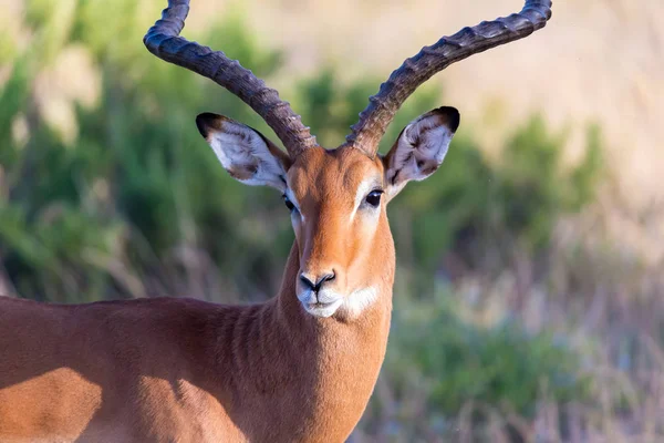 Portret antylopy Impala w sawannie w Kenii — Zdjęcie stockowe