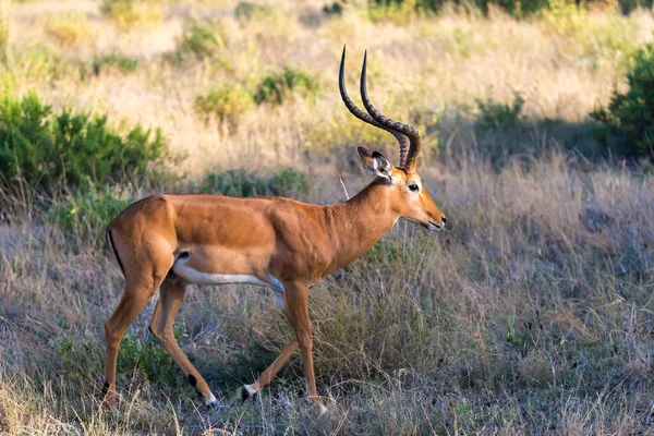 Um retrato de um antílope Impala na savana do Quênia — Fotografia de Stock