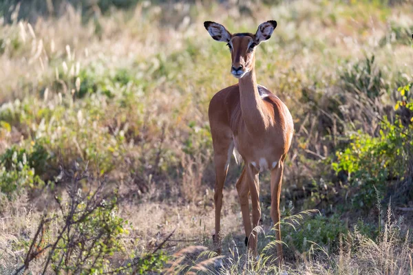 Um retrato de um antílope Impala na savana do Quênia — Fotografia de Stock