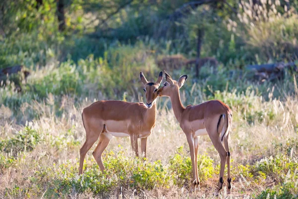 Dois impalas ficar juntos na paisagem grama — Fotografia de Stock