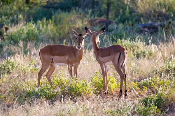 Two impalas stand together in the grass landscape — Stock Photo, Image