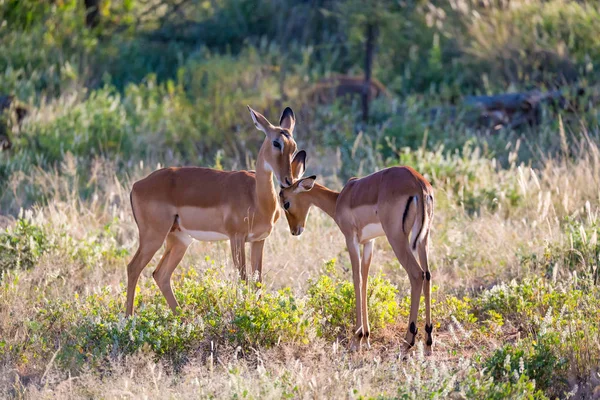 Deux impalas s'unissent dans le paysage d'herbe — Photo