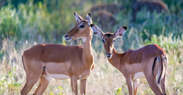 Dois impalas ficar juntos na paisagem grama — Fotografia de Stock