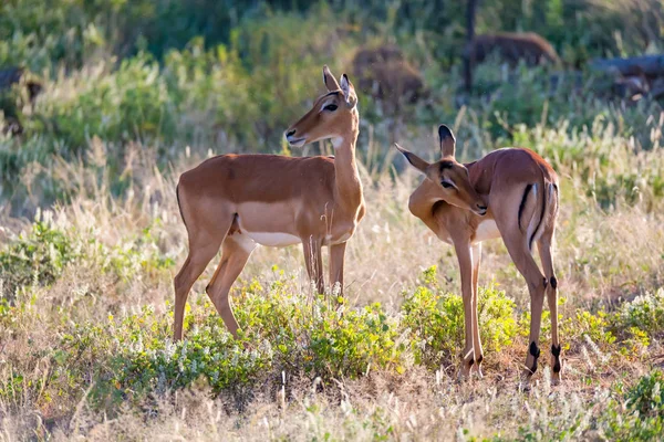 Dvě impalas stojí pohromadě v travnaté krajině — Stock fotografie