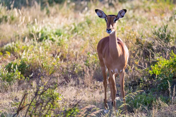 Portret antylopy Impala w sawannie w Kenii — Zdjęcie stockowe