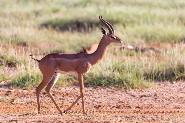 Une Gazelle Grant se trouve au milieu du paysage herbeux de — Photo