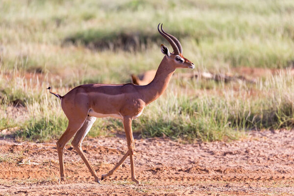 A Grant Gazelle stands in the middle of the grassy landscape of 
