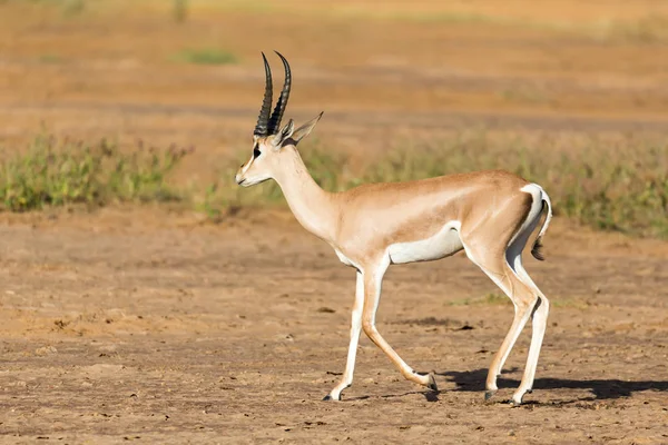 Une Gazelle Grant se trouve au milieu du paysage herbeux de — Photo