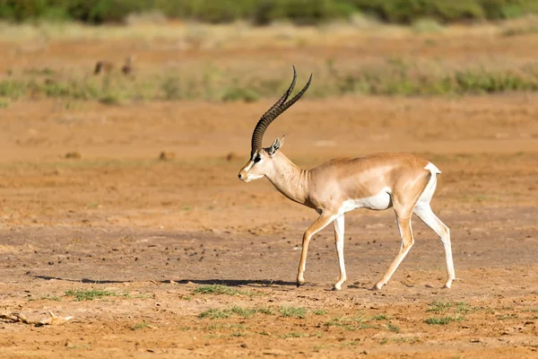 En anslags Gazelle står i mitten av gräs bedet landskap av — Stockfoto